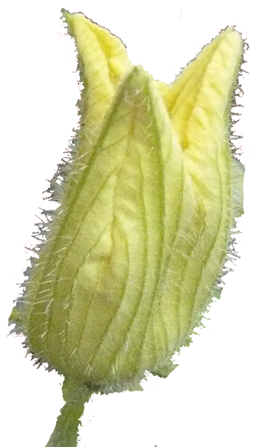 fleur-2-courgette