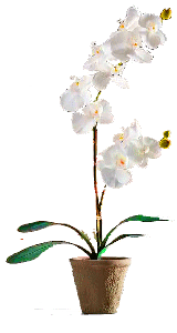 fleur en pot_01